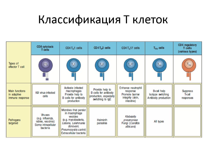Классификация Т клеток